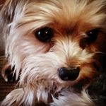 vickimaust - @maust313 - Instagram