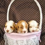 Vicki McCormack - @discoverytailslabradoodles - Instagram