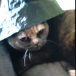 Vicky Mortimer - @pookie_vickys_cat - Instagram