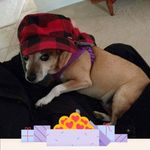 Vicki J Negri - @vickinegri - Instagram