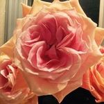 Vicki Neumann-Bollow - @neumannbollow - Instagram