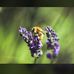 Vicki Opfer - Facebook