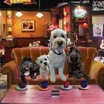 Vicki Bradshaw - @vicki_and_the_pack - Instagram