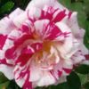 Vicki Page - @vickipage4 - TikTok