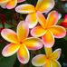 Vicki Pfeffer - Facebook