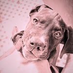 Vicki - @vicki.pointeringles - Instagram
