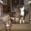 Vickie Pollack297 - @vickiepollack297 - TikTok