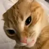 OrangeCatLover - @vicki_posts - TikTok