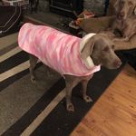 vicki powell - @weimaraner_coats - Instagram