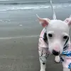 victoria.pulliam - @victoria.pulliam - TikTok