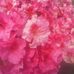 Vicki Pyle - Facebook