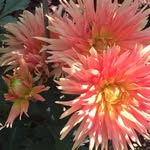 Vickie Quertermous - @vickiemouse3 - Instagram