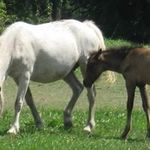 Vicki Schaefer - @wcwelshponies - Instagram