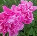 Vickie Schmelzer - Facebook