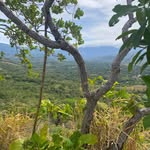 Vicki Schofield - @panama_eats_ - Instagram