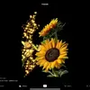vickiewomackstachowiak - @vickiestacho - TikTok