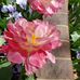 Vicki K Tanner - Facebook