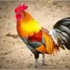but how to raise animals - @vickiwalters19854 - TikTok