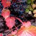 Vickie Warfield - Facebook