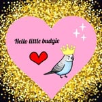 vicky westerman - @hellolittlebudgie - Instagram
