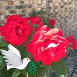 Vickie Bachman - @bachmanvickie - Instagram