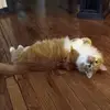 Vickie Basham - @vickie.basham - TikTok