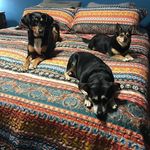 Vicki Beard Spidle - @vicki_beard_spidle - Instagram