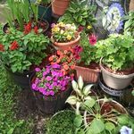 Vickie Bearden - @vickiebearden - Instagram