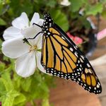 Vickie Bee - @vickie.b.rn - Instagram