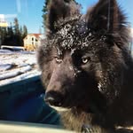 Vicki Spencer | Founder of the American Blue Bay Shepherd - @southernbreezekennels - Instagram