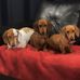 Vicki Duff - Facebook