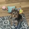 Vickie Fish - @vickie.fish - TikTok