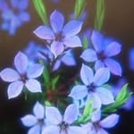 Vickie Gamble - @gamblvi - Instagram