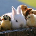 Vickie - @vickies.hatchery - Instagram