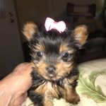 Vickie Lyons - @vflippin26 - Instagram