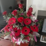 Vicki McLean - @vikmclean - Instagram