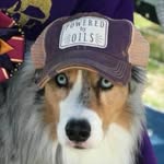 essential oils for dogs - @vickie_mcnulty_ - Instagram