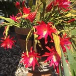 Vickie Olson - @vickieolson70 - Instagram