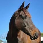 Vicki Pickering - @vicki_n_falcon - Instagram