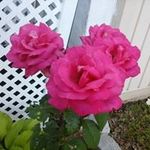 Vickie Saunders - @vickie.saunders.58 - Instagram