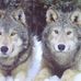 Vickie Sheppard - Facebook