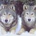 Vickie Sheppard - Facebook