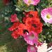 Vickie Sutherland - Facebook