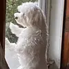 vickersv77 - @vickievickers77 - TikTok