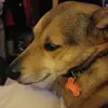 vicki wolf - @vicki.wolf8 - TikTok