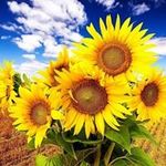 Vicki Yoder - @fabrics829 - Instagram