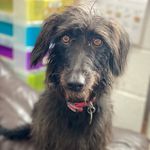 Vicky Abbott - @big_lurcher_little_lurcher - Instagram