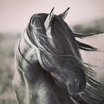 Vicki Arnett - @biramfib497 - Instagram