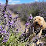 Vicky Barrett - @bella_the_little_cockerpoo - Instagram