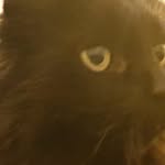Vicky Barton - @vickybcatmad - Instagram